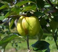 Æblesort Gråsten Gul